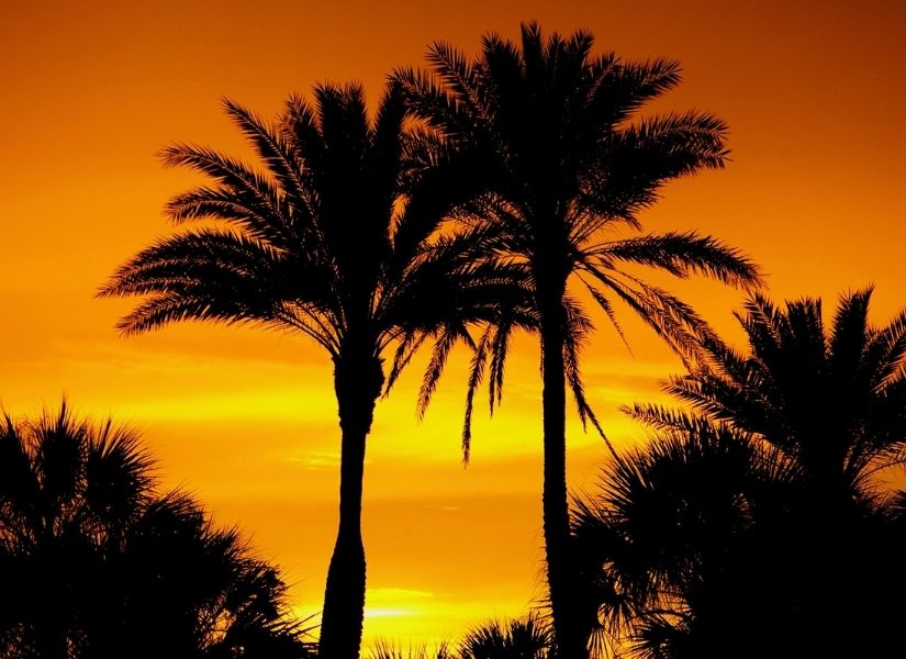 Two palm trees silhouetted against an orange sky at sunset